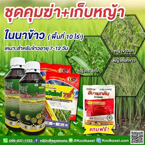 กำจัดหญ้านาข้าว 10 ไร่ อายุ 7-12 วัน คูลเกษตร KP43 | คลินิกพืชคูลเกษตร - ชุมตาบง นครสวรรค์