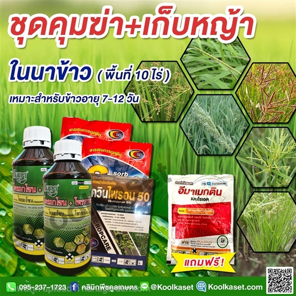 กำจัดหญ้านาข้าว 10 ไร่ อายุ 7-12 วัน คูลเกษตร KP44 | คลินิกพืชคูลเกษตร - ชุมตาบง นครสวรรค์