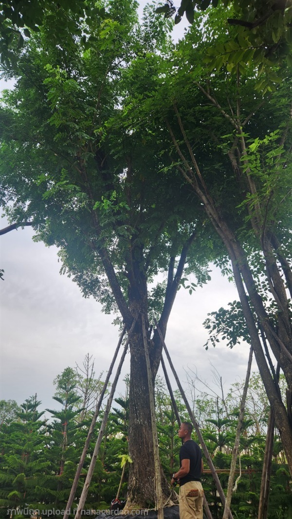 ต้นจามจุรี20นิ้ว | สวนป้าควรพันธ์ไม้ -  สระบุรี