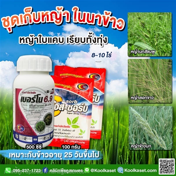 กำจัดหญ้า เบอร์โน +เอสซอร์บ  คูลเกษตร KP51 | คลินิกพืชคูลเกษตร - ชุมตาบง นครสวรรค์