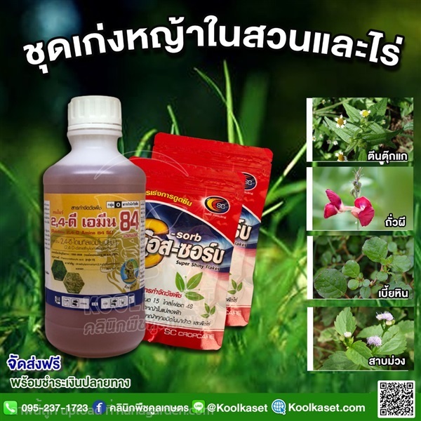 กำจัดหญ้า เอมีน84 1 ลิตร คูลเกษตร KP53 | คลินิกพืชคูลเกษตร - ชุมตาบง นครสวรรค์