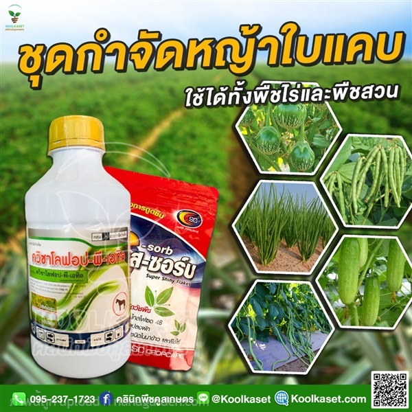 กำจัดหญ้า ควิซาโลฟอบ 1 ลิตร+เอสซอร์บ คูลเกษตร KP54 | คลินิกพืชคูลเกษตร - ชุมตาบง นครสวรรค์