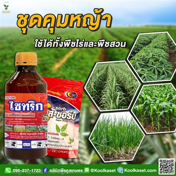 กำจัดหญ้า ไซทริก คุมข้าวโพด อ้อย มัน คูลเกษตร KP56 | คลินิกพืชคูลเกษตร - ชุมตาบง นครสวรรค์