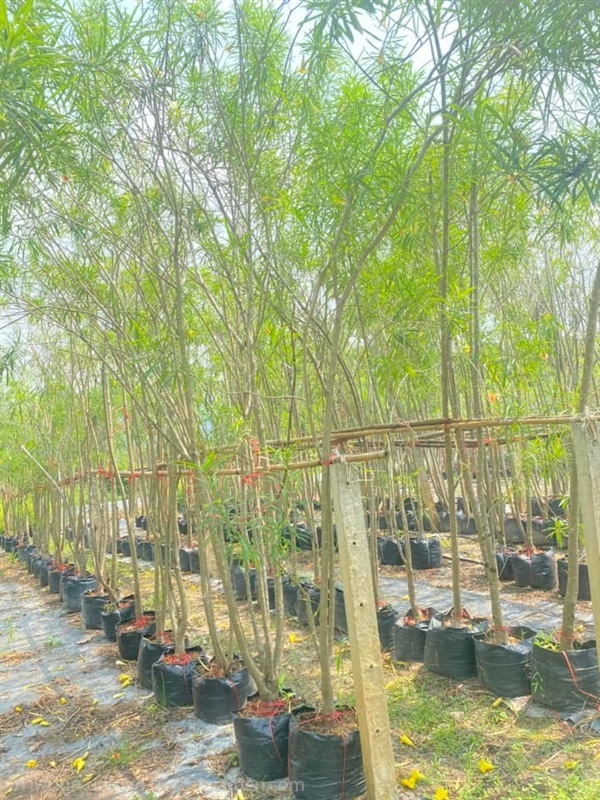 ต้นรำเพย ขนาด 2 นิ้ว สูง 2-3 เมตร  | khonkaimai -  ปราจีนบุรี