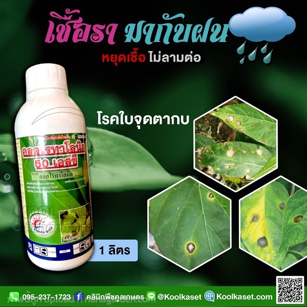 โรคพืช คลอโรทาโรนิล กำจัดเชื้อรา คูลเกษตร KF1.1 | คลินิกพืชคูลเกษตร - ชุมตาบง นครสวรรค์