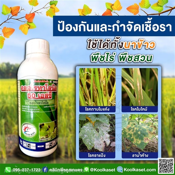 โรคพืช คลอโรทาโรนิล กำจัดเชื้อรา คูลเกษตร KF1 | คลินิกพืชคูลเกษตร - ชุมตาบง นครสวรรค์