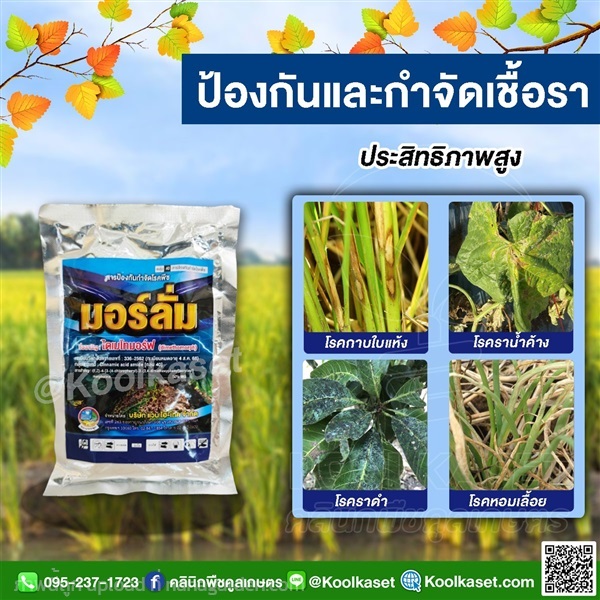 โรคพืช มอร์ลั่ม 100กรัม คูลเกษตร KF9 | คลินิกพืชคูลเกษตร - ชุมตาบง นครสวรรค์