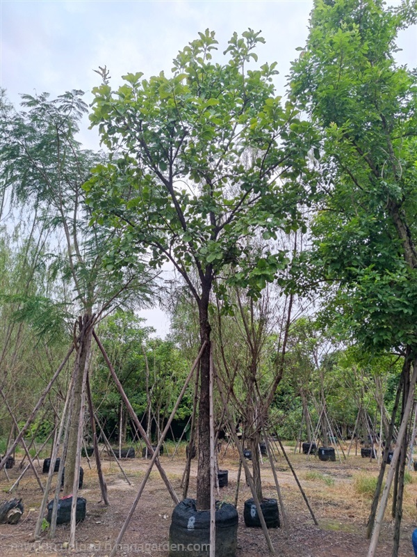 กระโดน | สวนเลิศทรัพย์ พันธุ์ไม้ - แก่งคอย สระบุรี