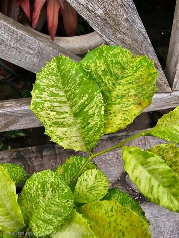 ขายต้นกระชิดด่าง ลายใบสวยแต่เป็นไม้มีหนามแหลมนะคะ  | proud garden - เมืองนครปฐม นครปฐม