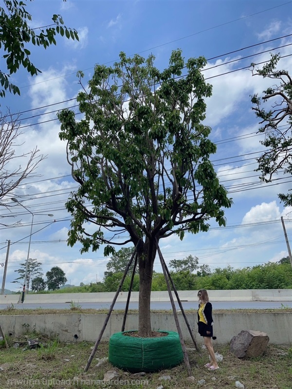 จิกน้ำ | สวนพันเงิน พันทอง -  สระบุรี