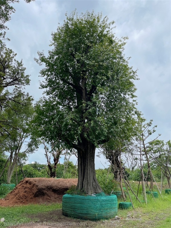 มะเกลือ | สวนพันเงิน พันทอง -  สระบุรี