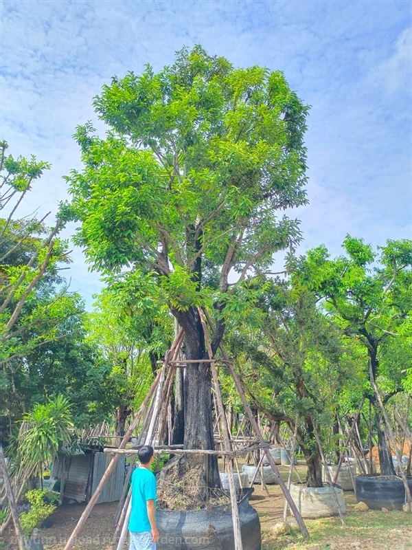 ต้นนางกวัก | สวนพี&เอ็มเจริญทรัพย์พันธ์ุไม้ - แก่งคอย สระบุรี