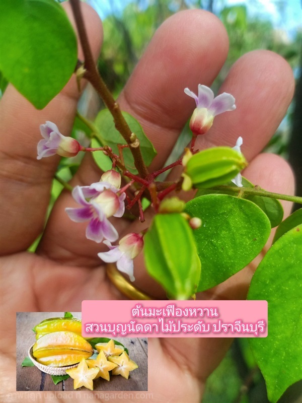 มะเฟืองหวาน | สวนบุญนัดดาไม้ประดับ ปราจีนบุรี - ประจันตคาม ปราจีนบุรี