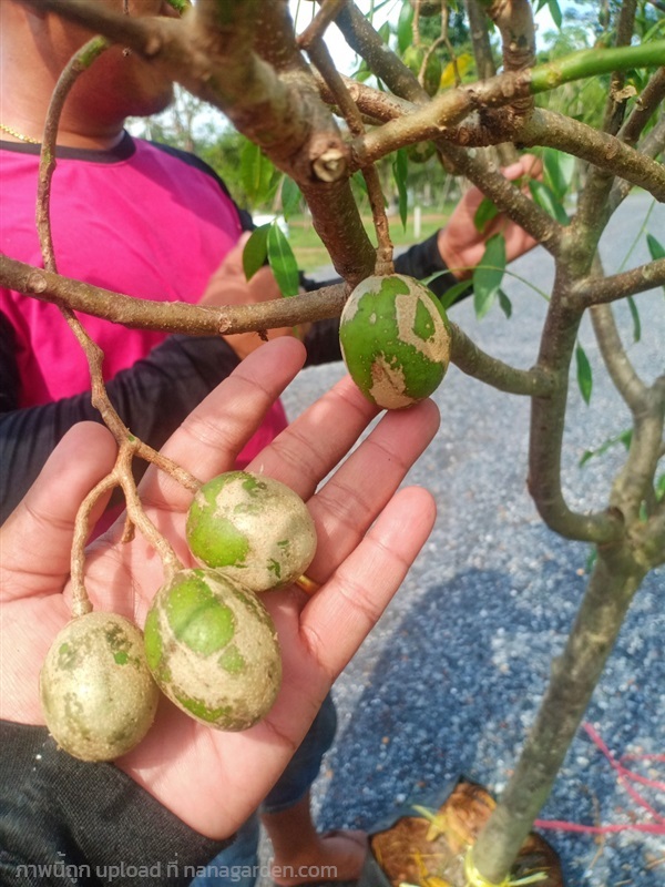 ต้นมะกอกฝรั่ง | สวนบุญนัดดาไม้ประดับ ปราจีนบุรี - ประจันตคาม ปราจีนบุรี