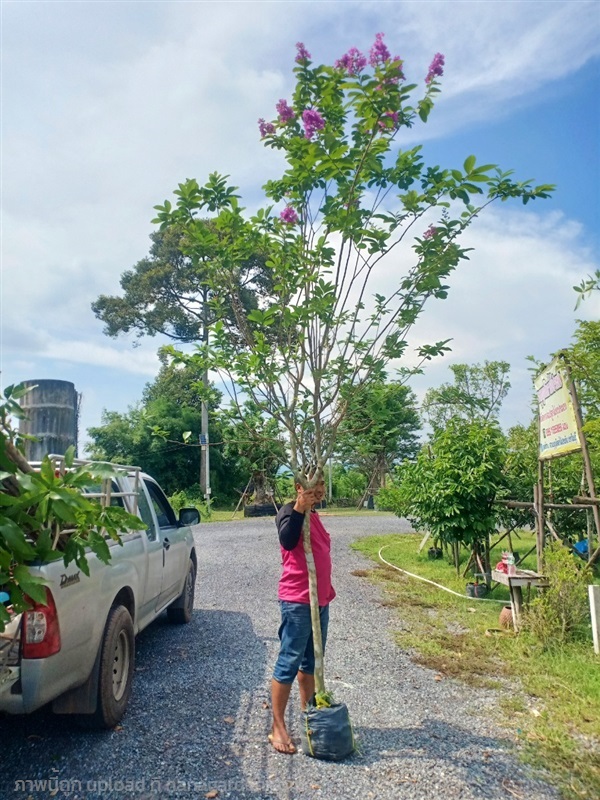 ต้นม่วงสาหรี | สวนบุญนัดดาไม้ประดับ ปราจีนบุรี - ประจันตคาม ปราจีนบุรี