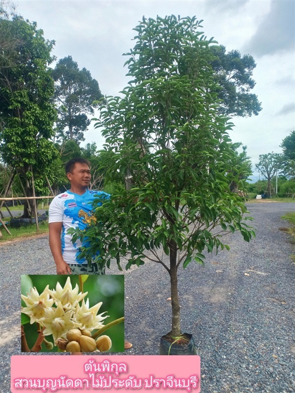 ต้นพิกุล | สวนบุญนัดดาไม้ประดับ ปราจีนบุรี - ประจันตคาม ปราจีนบุรี