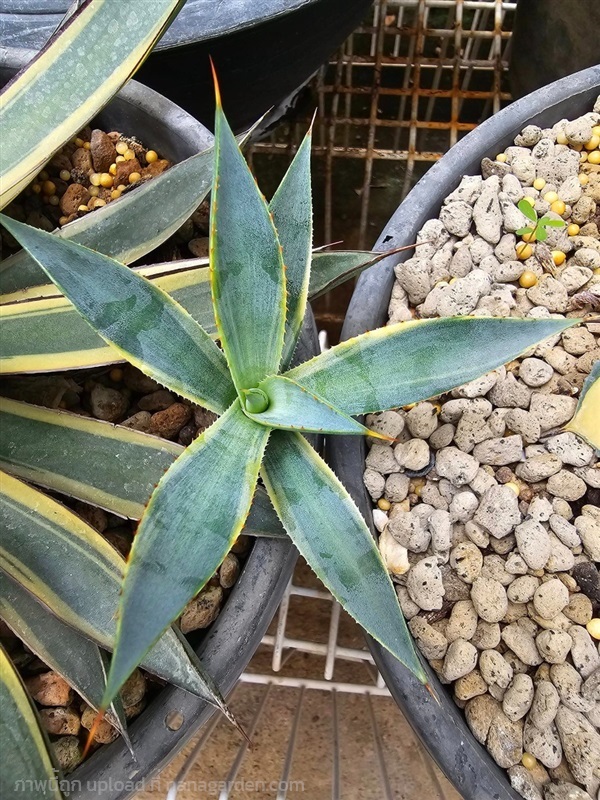 ขายอากาเว่ด่างขอบหน่อตัดสด "Agave burnt burgundy m | proud garden - เมืองนครปฐม นครปฐม