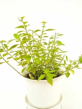 หญ้าหนวดแมว cat's whiskers plant | Alungkarn - เมืองราชบุรี ราชบุรี