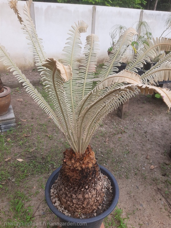 ปรงสีเงิน Cycas Siamensis SP.Silver  | สวนศรีชาวนา - เมืองปราจีนบุรี ปราจีนบุรี