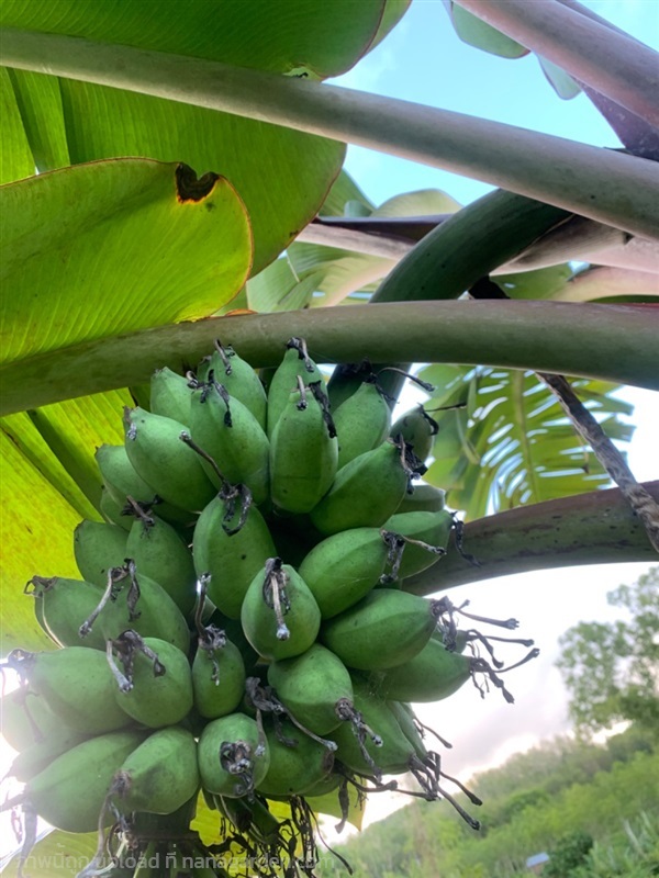 หน่อกล้วยขี้ช้าง ส่งเก็บปลายทาง | สวนพันธุ์ไม้ ป๊อบ - องครักษ์ นครนายก