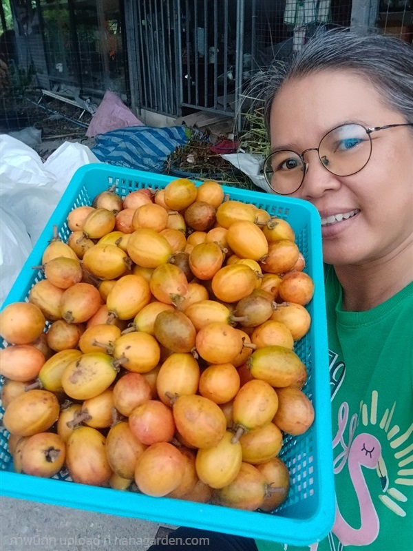 กรวยป่า  ขายเมล็ดพันธุ์/ต้นกล้า ใบสด/ใบตากแห้ง | เมล็ดพันธุ์ดี เกษตรวิถีไทย - เมืองระยอง ระยอง