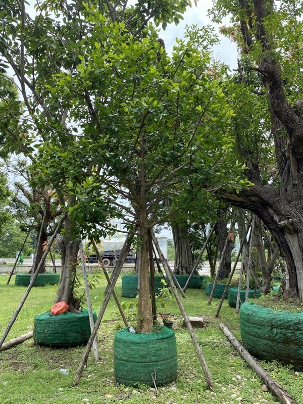 ต้นมั่งมี | สวนพันเงิน พันทอง -  สระบุรี