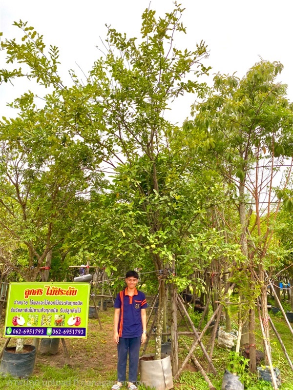ต้นมะกรูด ไม้หน้า 4 ความสูง 4 เมตร | ลูกศร ไม้ประดับ - เมืองปราจีนบุรี ปราจีนบุรี