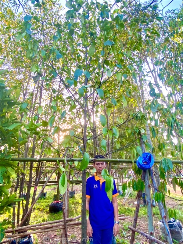 ต้นมังคุด ไม้หน้า 3 ความสูง 3 เมตร | ลูกศร ไม้ประดับ - เมืองปราจีนบุรี ปราจีนบุรี