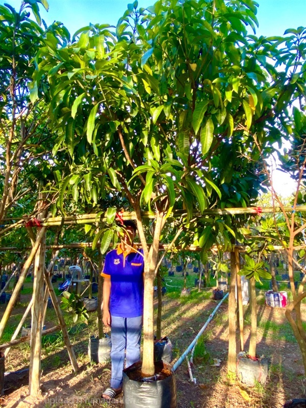 ต้นมะม่วงแรด ไม้หน้า 3 ความสูง 3 เมตร | ลูกศร ไม้ประดับ - เมืองปราจีนบุรี ปราจีนบุรี