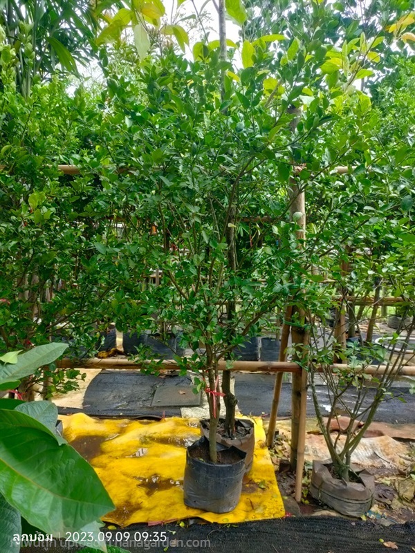 มะนาว | สวนป้านิตย์ ปราจีนบุรี - เมืองปราจีนบุรี ปราจีนบุรี