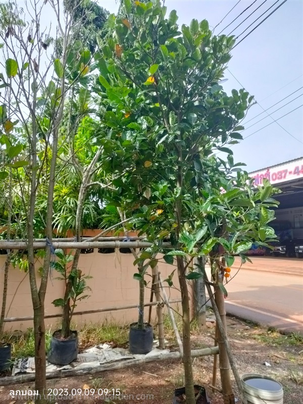 ขนุนแดงสุริยา หน้า2 | สวนป้านิตย์ ปราจีนบุรี - เมืองปราจีนบุรี ปราจีนบุรี