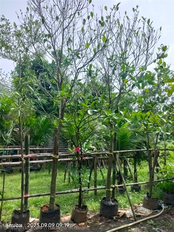 ขนุนแดงสุริยา หน้า4 | สวนป้านิตย์ ปราจีนบุรี - เมืองปราจีนบุรี ปราจีนบุรี