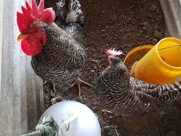 ไก่ไข่ สายพันธุ์ บาร์พลีมัทร็อค | ชิคอินฟาร์ม ปทุมธานี  - เมืองปทุมธานี ปทุมธานี