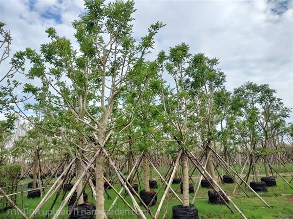 ต้นแคนา หน้า 4 สูง 3-4 เมตร | ห้างหุ้นส่วนจำกัด แกรนด์การ์เด้น พลัส - คลองหลวง ปทุมธานี