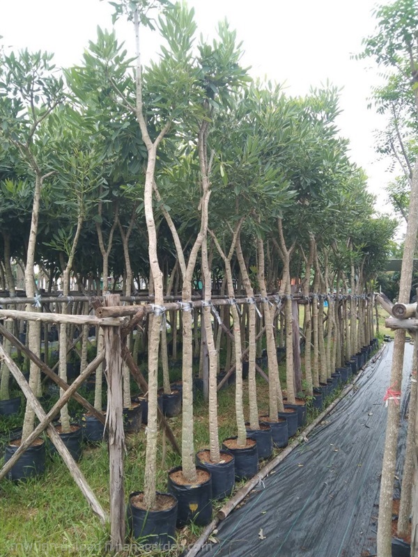 ต้นเหลืองปรีดียาธร หน้า 2 สูง 2-3 เมตร | ห้างหุ้นส่วนจำกัด แกรนด์การ์เด้น พลัส - คลองหลวง ปทุมธานี
