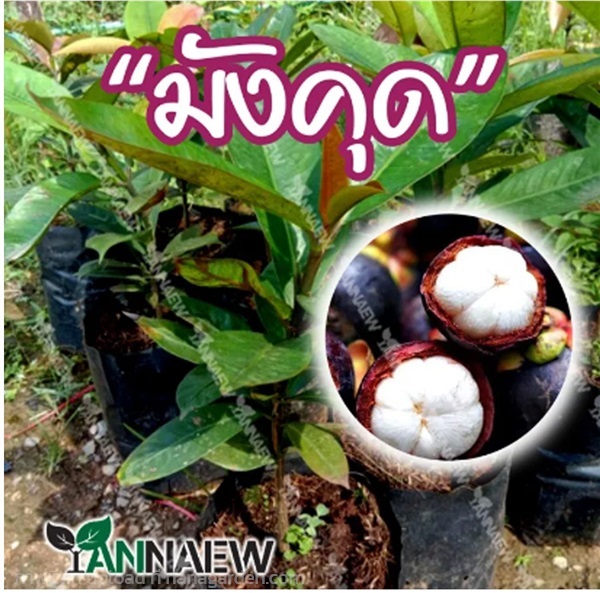  ซื้อ 3 แถม 1 ต้นมังคุด เสียบยอด ออกลูกเร็ว | สวนตั้นแน้วพันธุ์ไม้ - วังสะพุง เลย