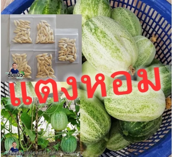  ซื้อ 3 แถม 1 เมล็ดแตงหอม 100 เมล็ด แตงดอย | สวนตั้นแน้วพันธุ์ไม้ - วังสะพุง เลย