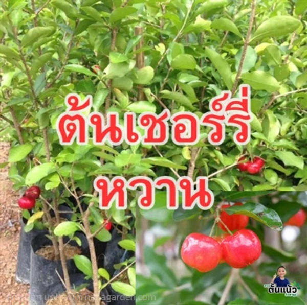 ต้นเชอร์รี่ (Cherry) หวาน ซื้อ 3 แถม 1 | สวนตั้นแน้วพันธุ์ไม้ - วังสะพุง เลย