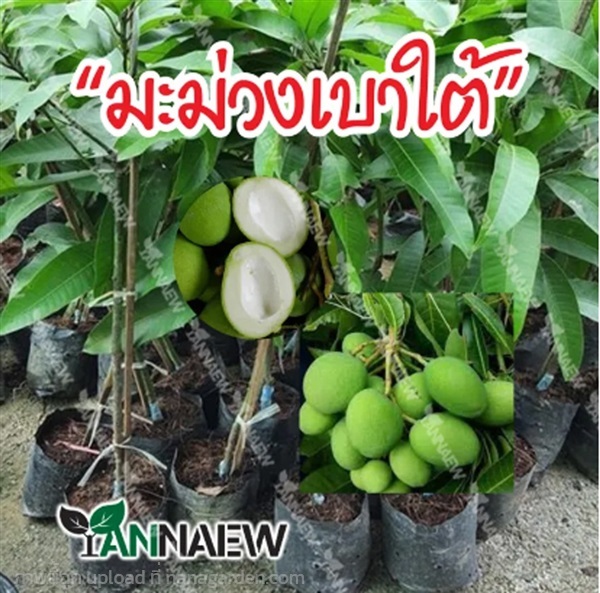 ต้นมะม่วงเบาใต้ ผลดกเป็นพวง ซื้อ 3 แถม 1 | สวนตั้นแน้วพันธุ์ไม้ - วังสะพุง เลย