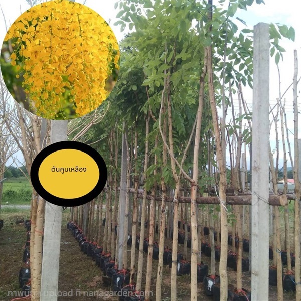 #ต้นคูนเหลือง หน้า 3 ขนาด 3 เมตร | ห้างหุ้นส่วนจำกัด แกรนด์การ์เด้น พลัส - คลองหลวง ปทุมธานี
