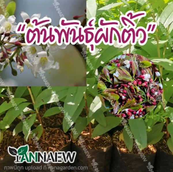 ต้นผักติ้ว พื้นบ้าน ซื้อ 3 แถม 1 | สวนตั้นแน้วพันธุ์ไม้ - วังสะพุง เลย