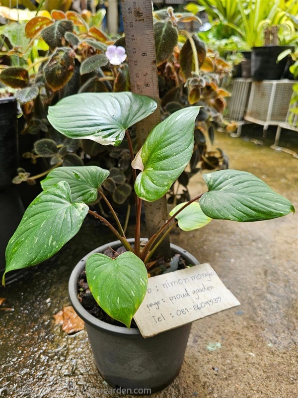 ขายต้นเสน่ห์จันทร์ประกายดาวต้นใหญ่ ลายด่างกระจายทั | proud garden - เมืองนครปฐม นครปฐม