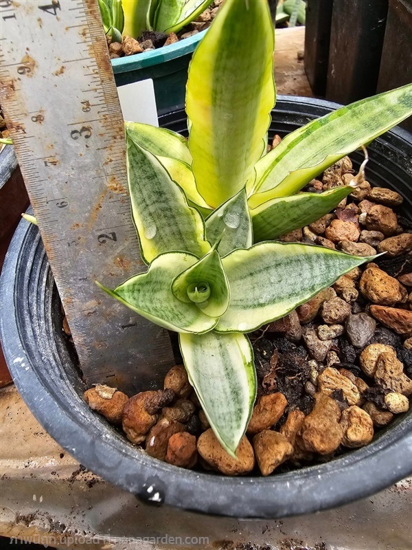 ขายลิ้นมังกรด่างขาว "S. Garbriella white variegate | proud garden - เมืองนครปฐม นครปฐม