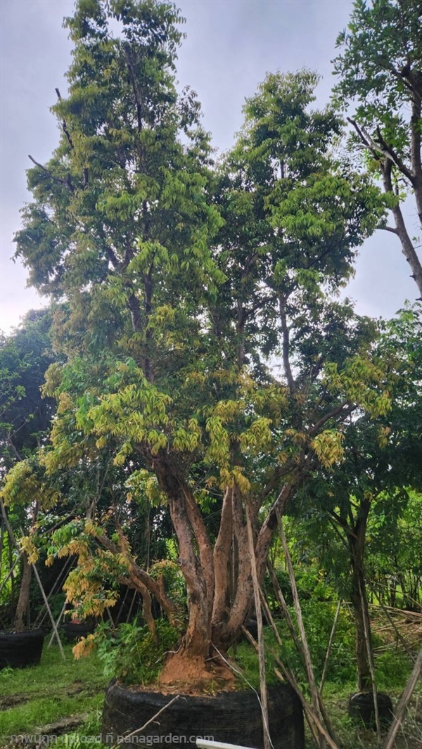 เสม็ดแดง | สวนป้าควรพันธ์ไม้ -  สระบุรี