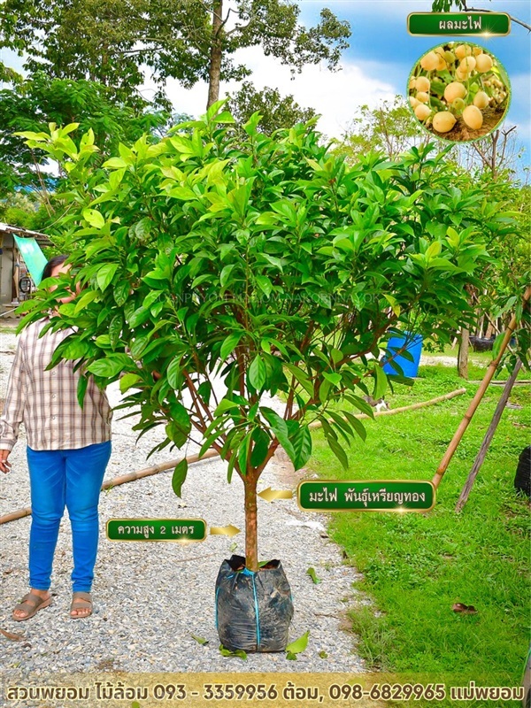 มะไฟ พันธุ์เหรียญทอง 2 นิ้ว | สวนพยอมไม้ล้อม จำหน่ายไม้ขุดล้อมขนาดเล็ก,ขนาดใหญ่ - เมืองนครนายก นครนายก