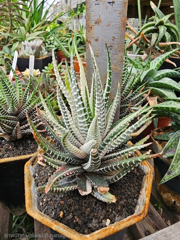 ขายต้นม้าลายด่างขาว "Haworthia attenuata variegate | proud garden - เมืองนครปฐม นครปฐม