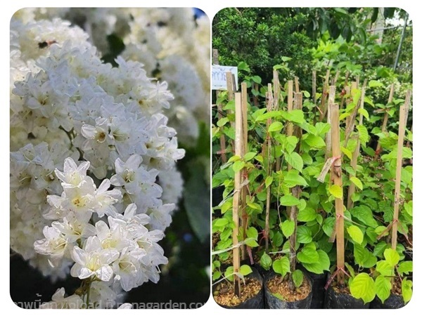 ต้นลัดดาวัลย์ | สวนพิจิตรา พันธุ์ไม้ (ปราจีนบุรี) - เมืองปราจีนบุรี ปราจีนบุรี