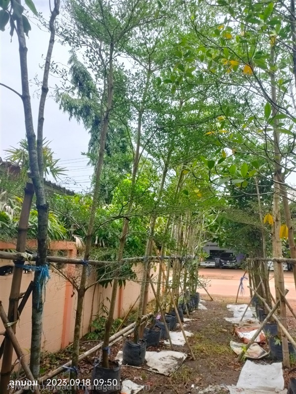 หูกระจง หน้า2+ | สวนป้านิตย์ ปราจีนบุรี - เมืองปราจีนบุรี ปราจีนบุรี