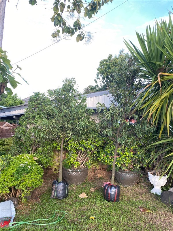 รีวิวส่งต้นไม้  บุญนาค | ณัฐพลพันธุ์ไม้ -  ปราจีนบุรี