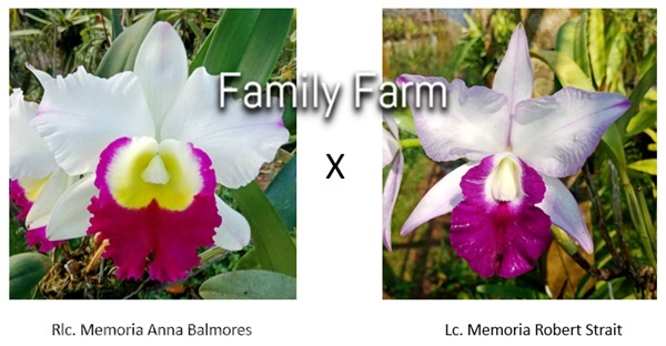 ไม้ขวดแคทลียา Rlc. Memoria Anna Balmores x Lc. Mem | Family Farm - หันคา ชัยนาท